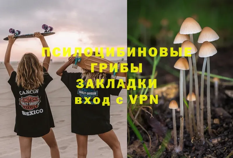 Псилоцибиновые грибы Cubensis  Полярный 